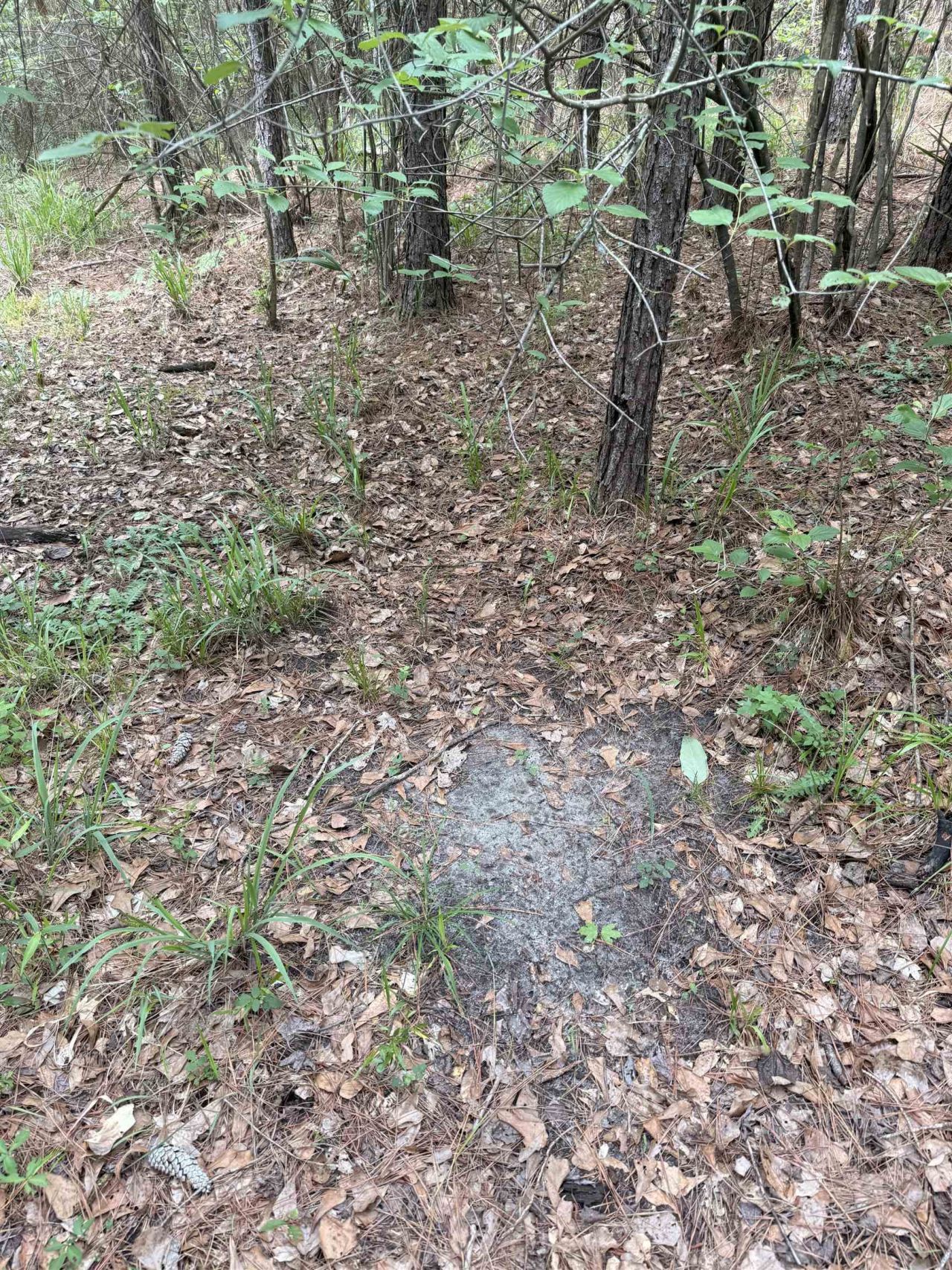X Lincoln Drive, Chattahoochee, FL 32324 Photo
