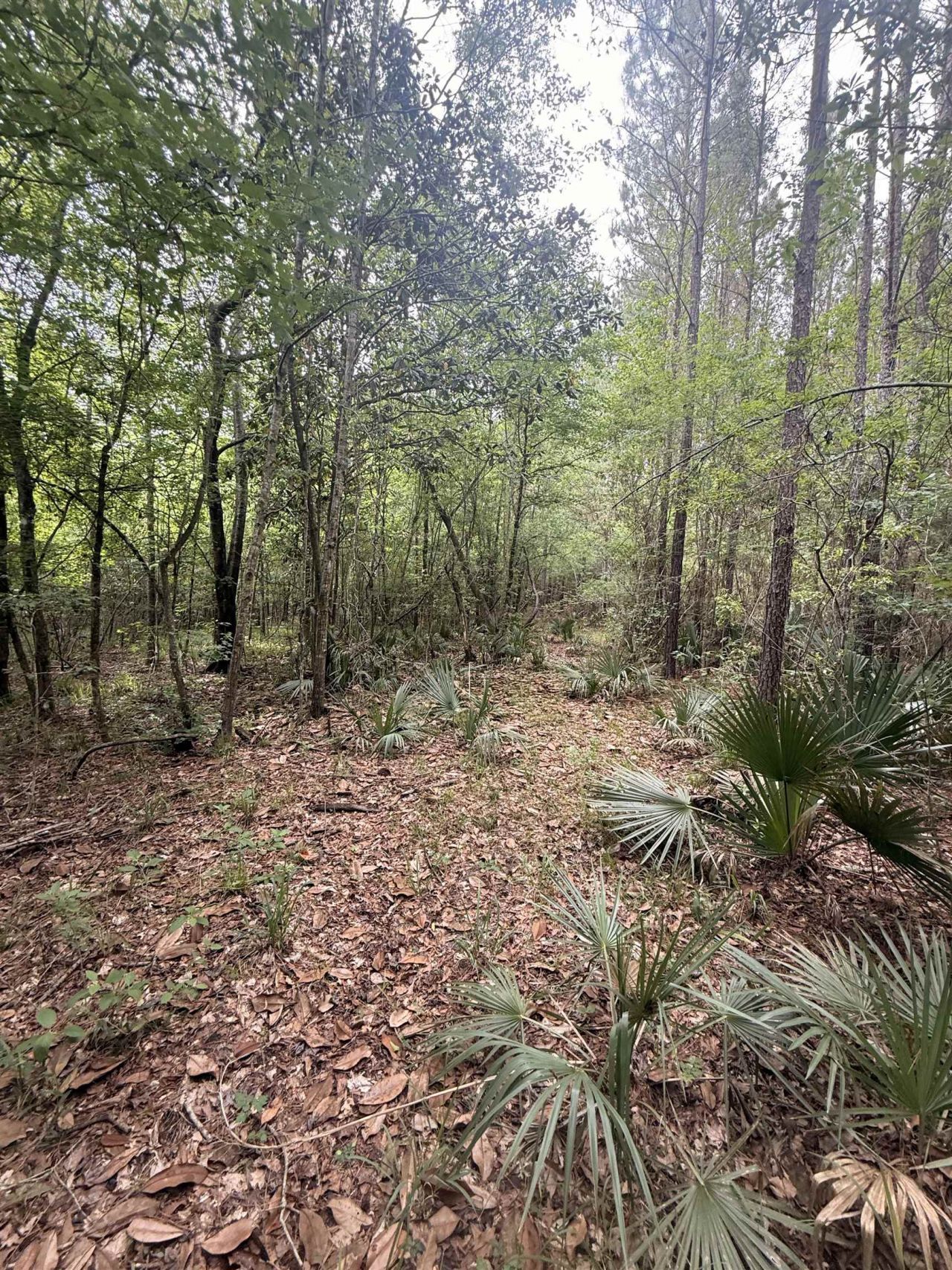X Lincoln Drive, Chattahoochee, FL 32324 Photo