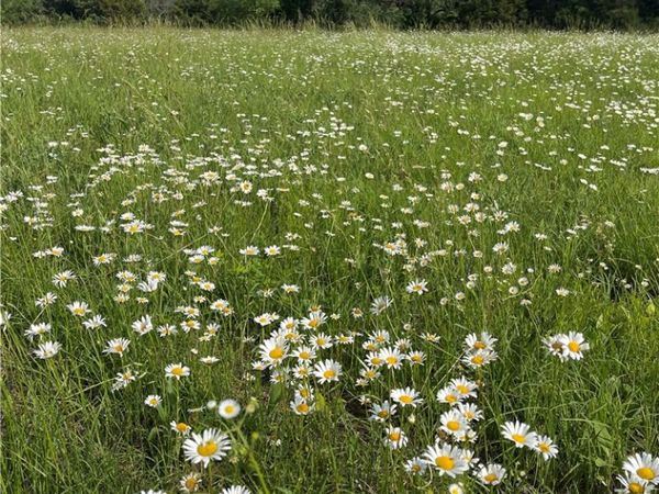 Madison 7125 , Hindsville, AR 72738