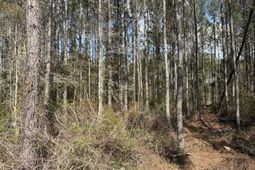 11 Red Oak Road photo 4