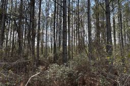 11 Red Oak Road photo 4