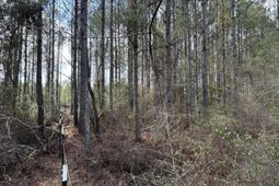 11 Red Oak Road photo 4