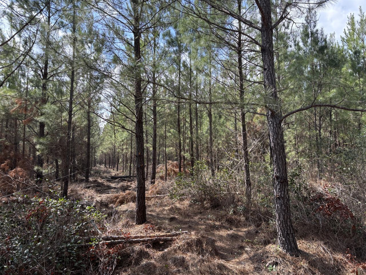 11 Red Oak Road Photo 5