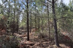 11 Red Oak Road photo 4