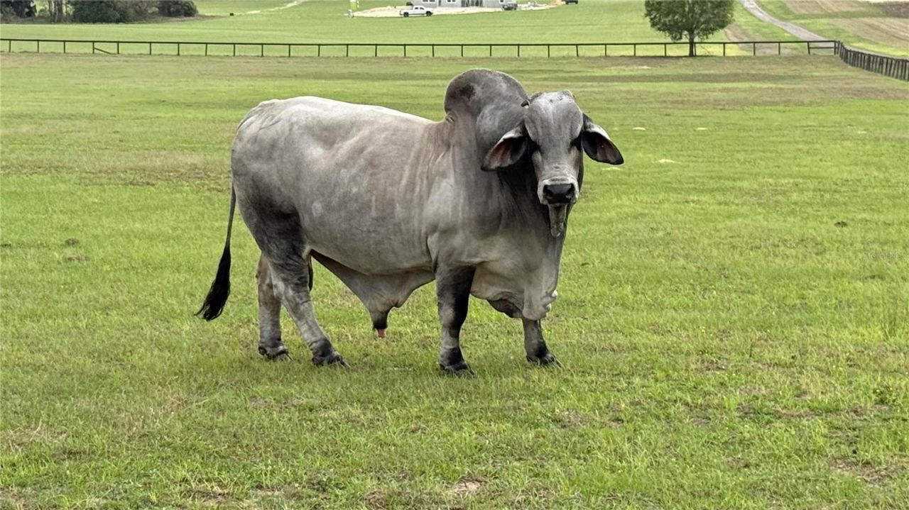 2700 SW 210th Avenue, Dunnellon, FL 34431 Photo