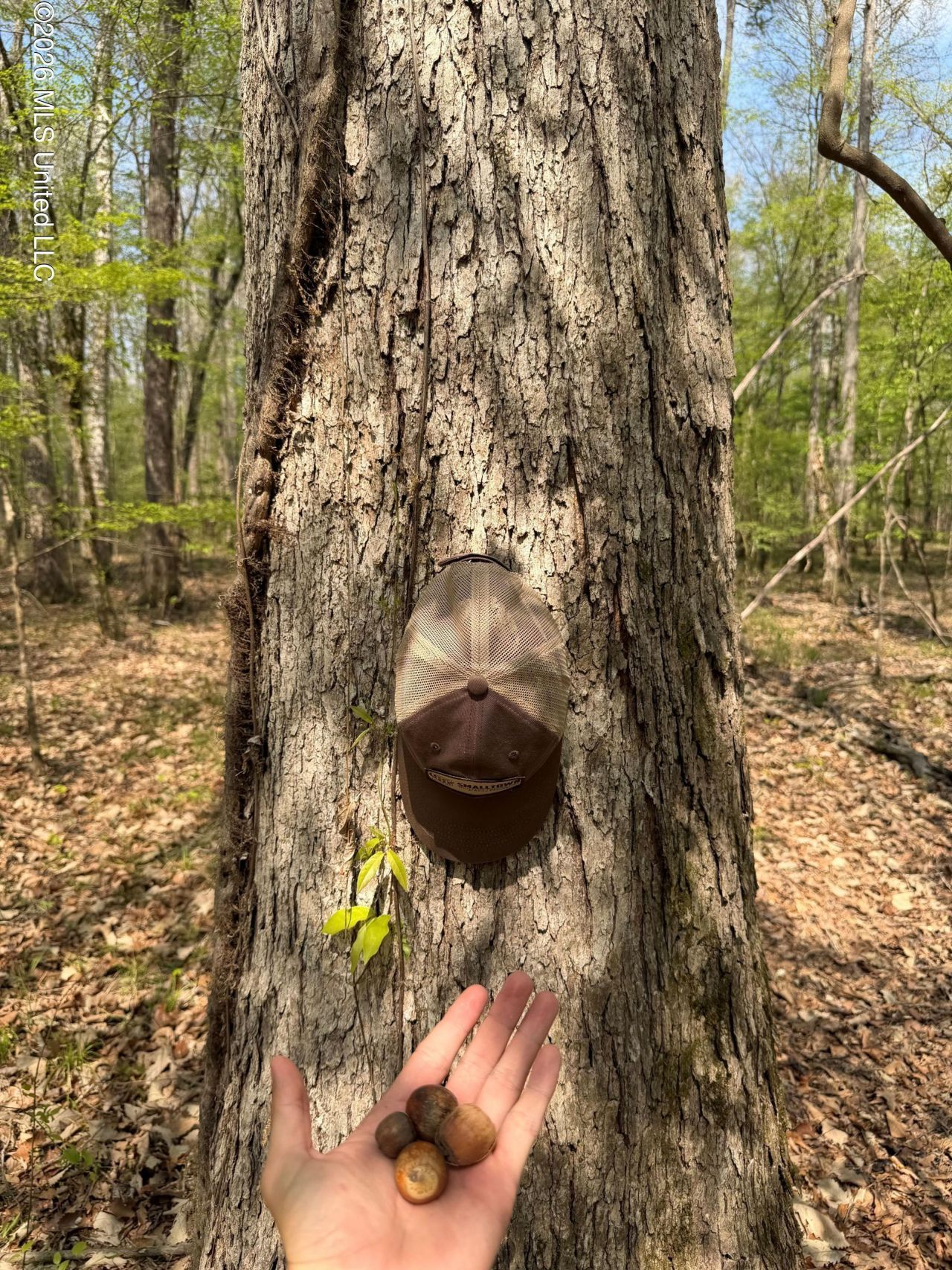 1309 County Road 311, Enterprise, MS 39330 Main Photo