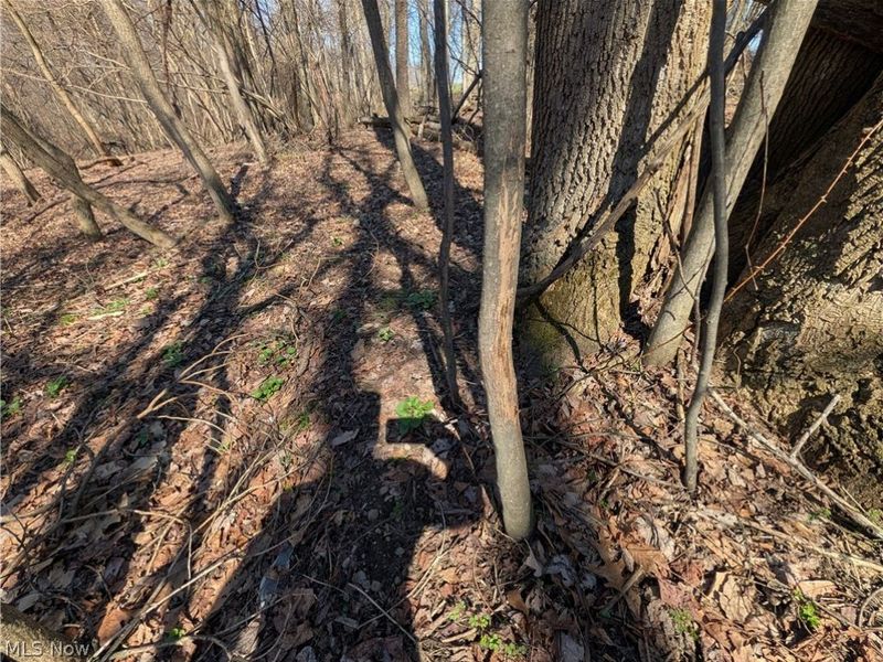 5696 Township Road 289, Hammondsville, OH 43945 Photo 38