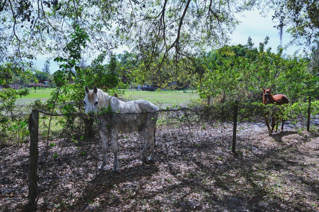 710 Evans Road , Labelle, FL 33935 Photo