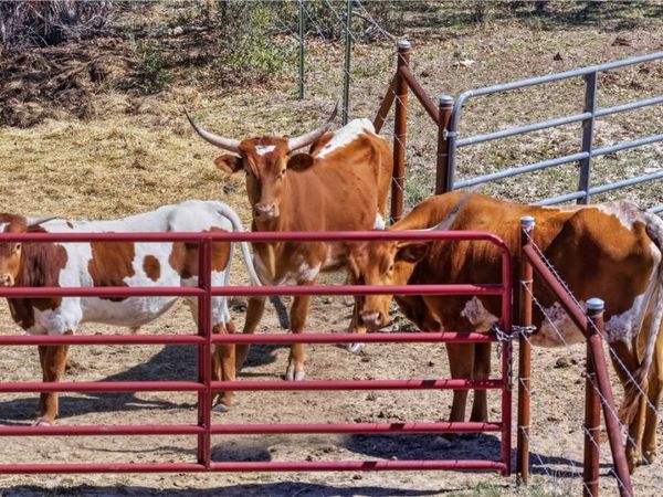 11387 FM 32, Fischer, TX 78623