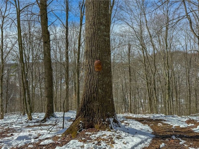 0 Twp Rd 366, Marietta, OH 45773 Photo 30