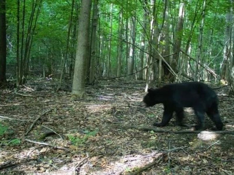 V/L White Road, Rock Creek, OH 44084 Photo 25