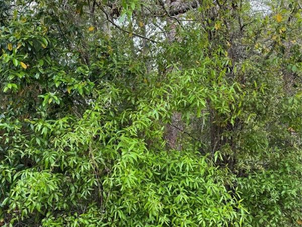 253 E HIGHBANKS ROAD , DEBARY, FL 32713