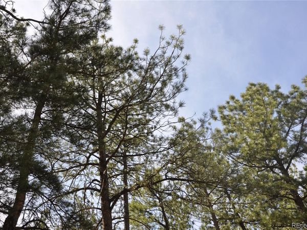 Wood Sorrel Rd , Larkspur, CO 80118