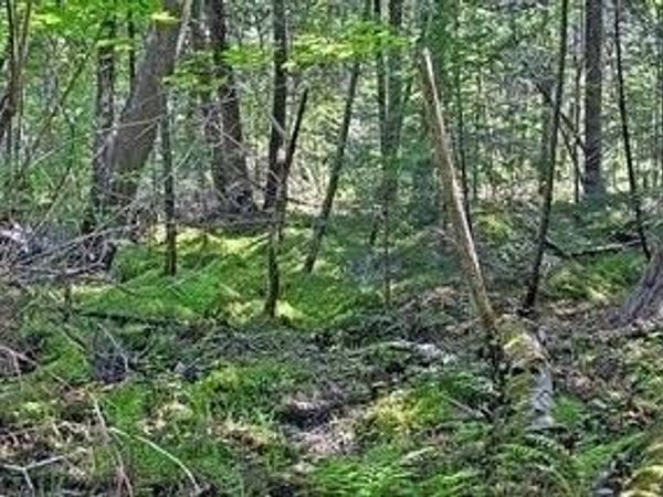 N 2723 HWY 253, Sarona, WI 54870