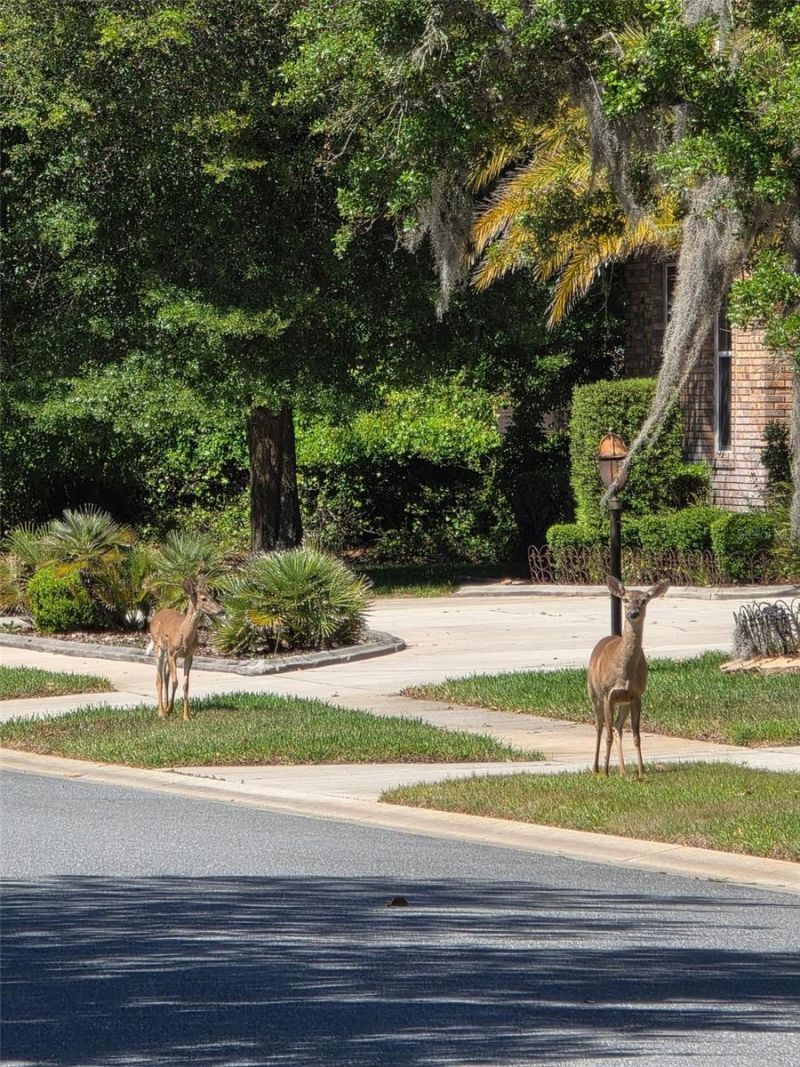 6151 New Osprey Point, Weeki Wachee, FL 34607 Photo