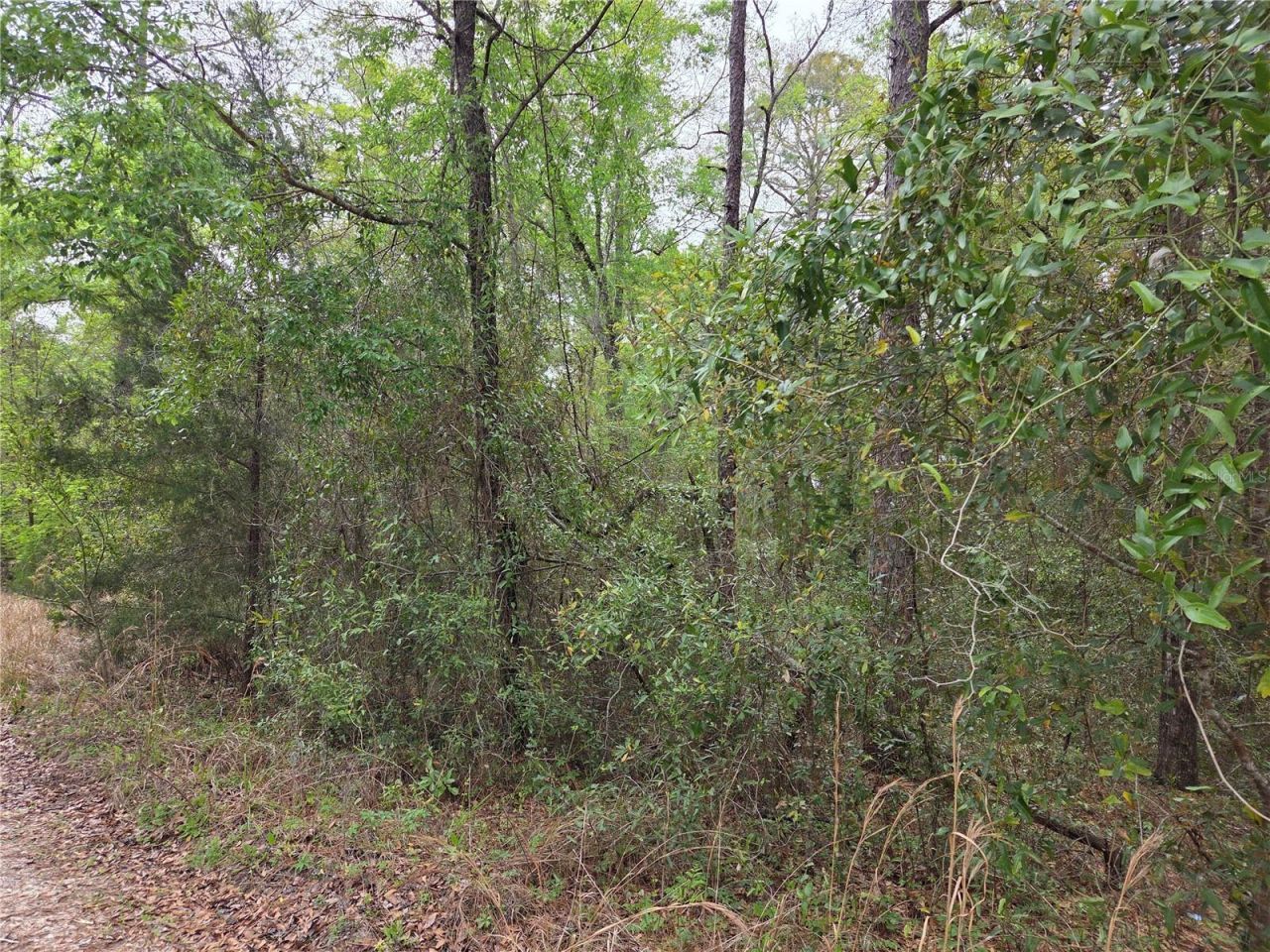0000 NE 138th Terrace, Williston, FL 32696 Photo