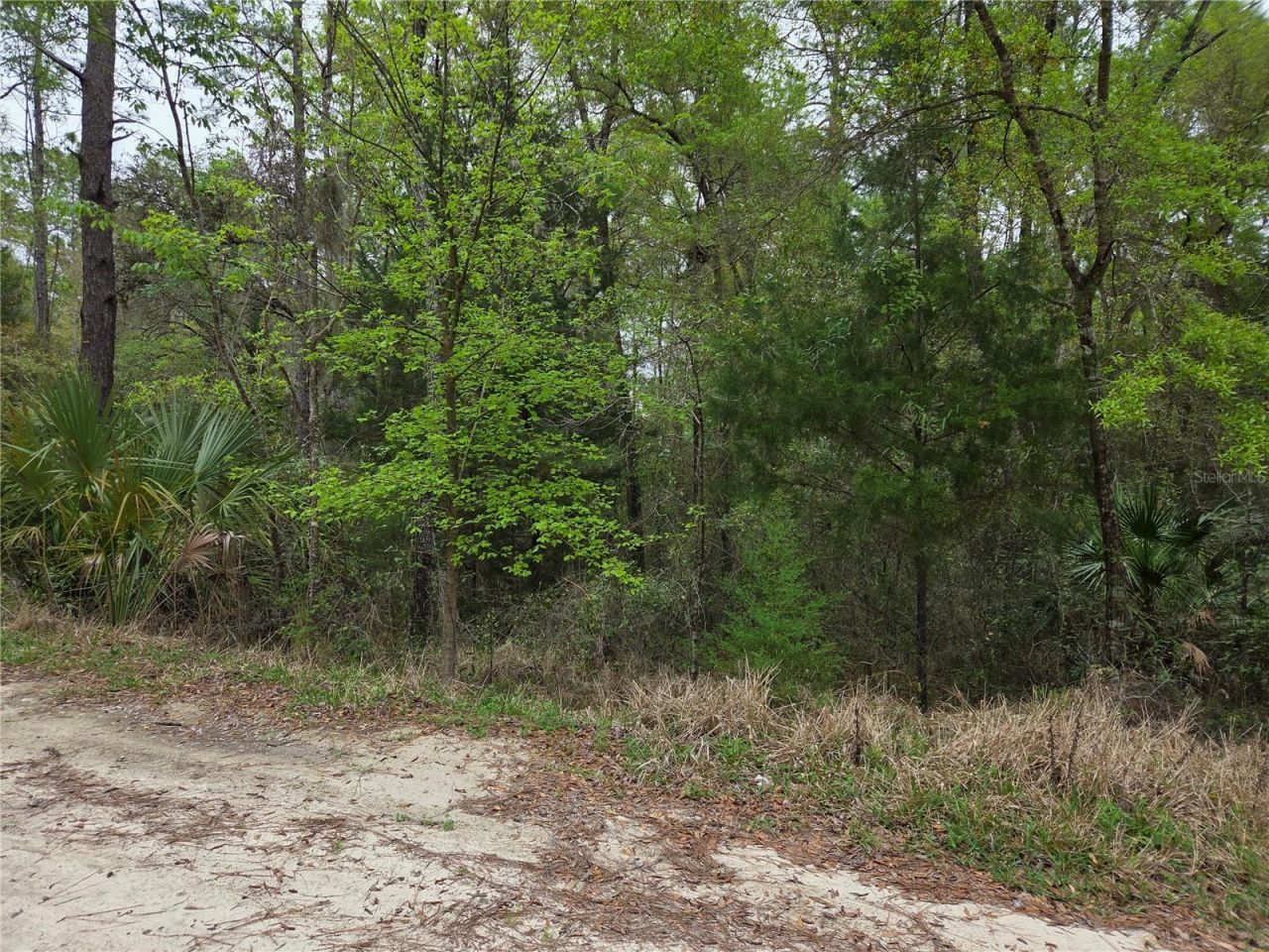 0000 NE 138th Terrace, Williston, FL 32696 Photo