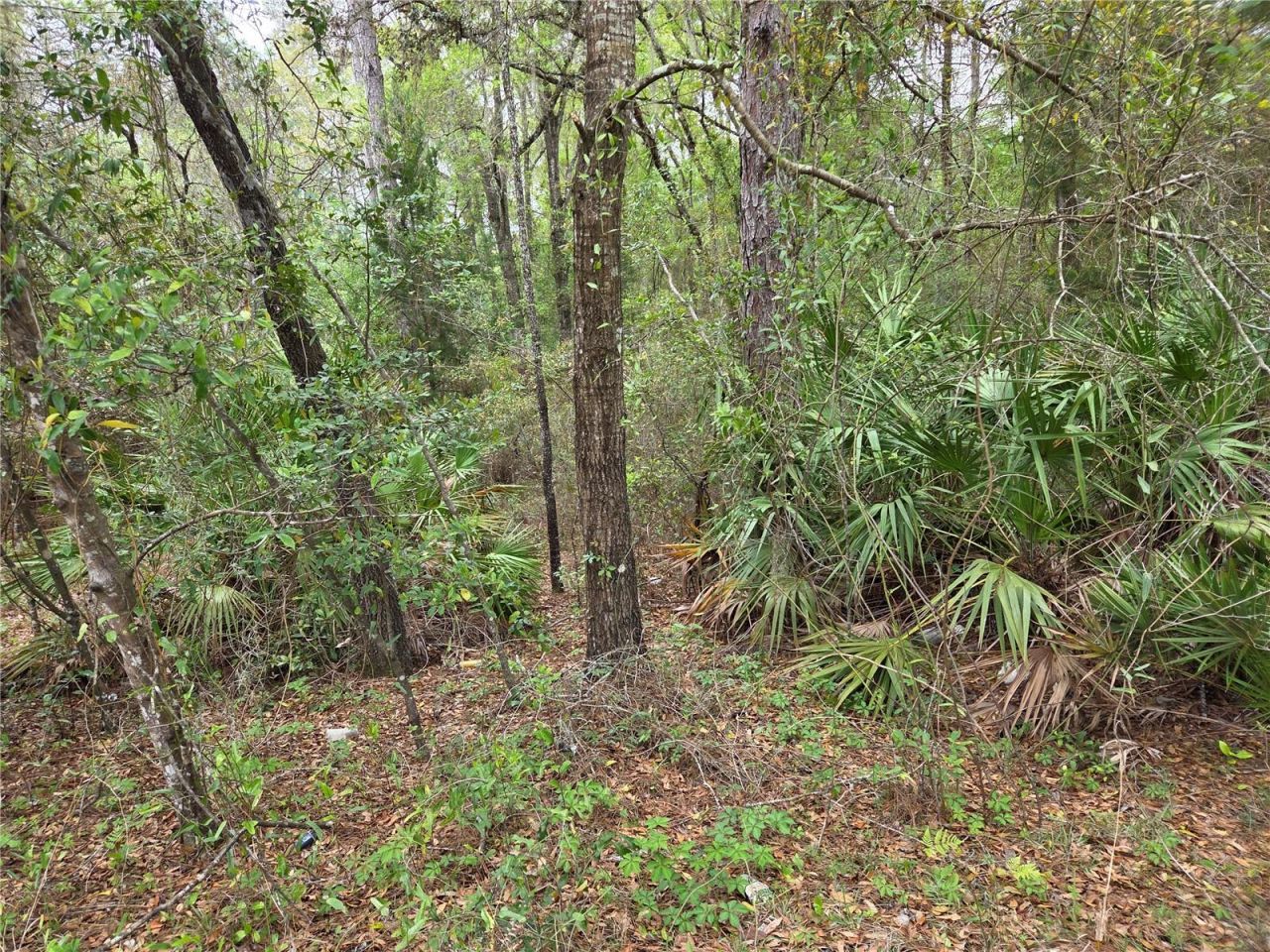 0000 NE 138th Terrace, Williston, FL 32696 Photo