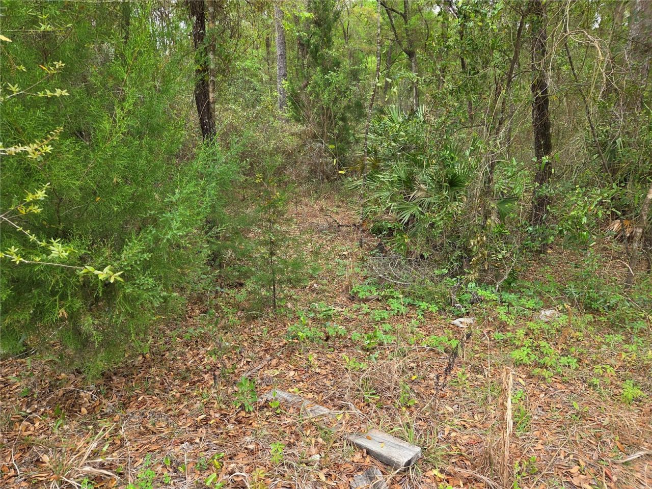 0000 NE 138th Terrace, Williston, FL 32696 Photo