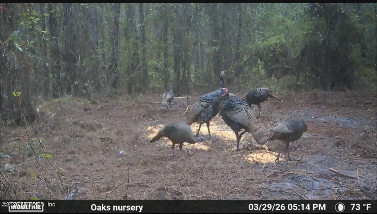 O Lazy Pines Road, Glen St. Mary, FL 32040 Photo