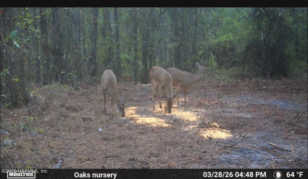 O Lazy Pines Road, Glen St. Mary, FL 32040 Photo