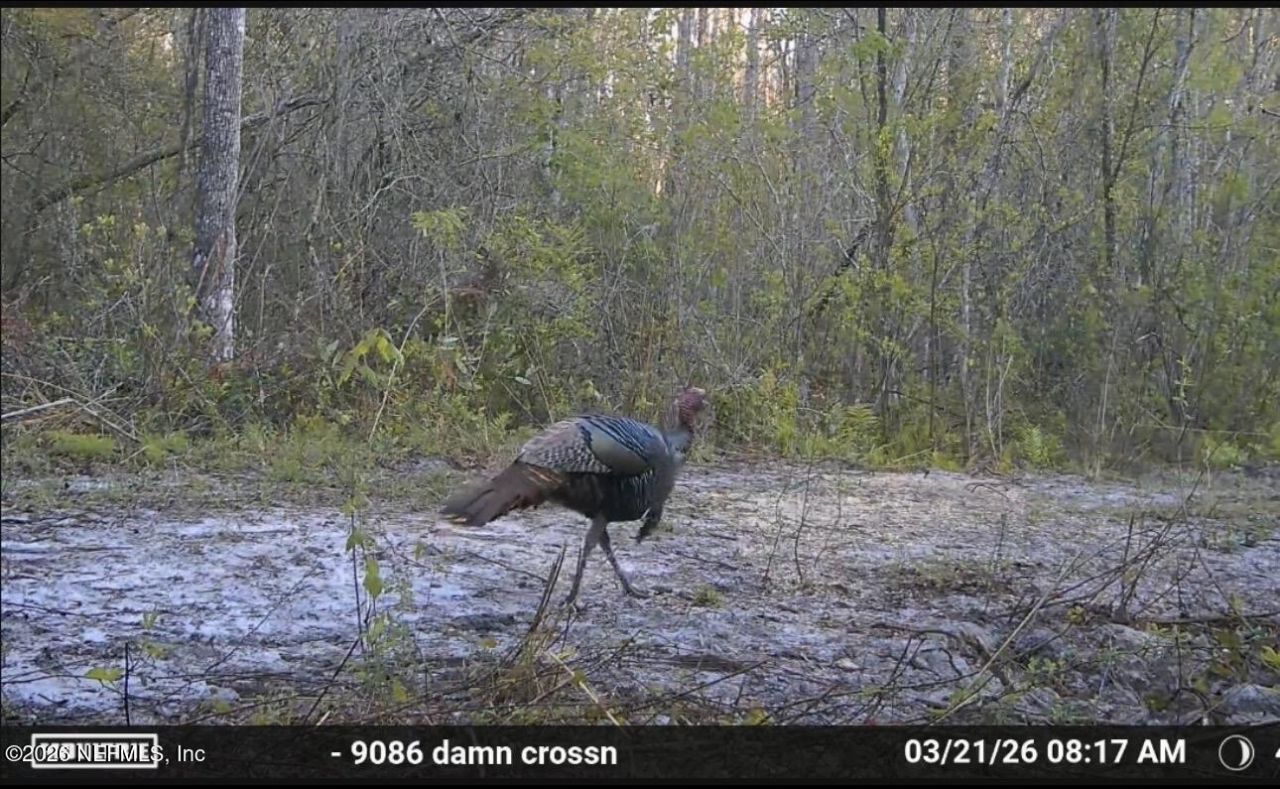 O Lazy Pines Road, Glen St. Mary, FL 32040 Photo