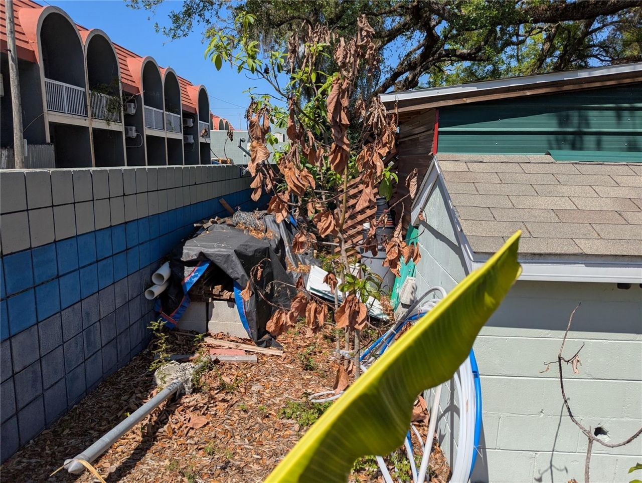 8740 N Tangerine Place, Tampa, FL 33617 Photo