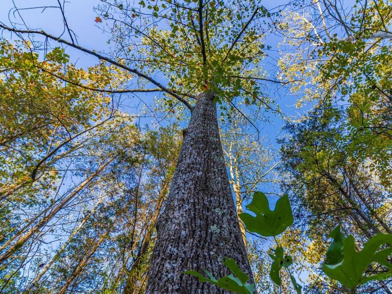 0 Paradise Valley Road, Peebles, OH 45660 Photo 5