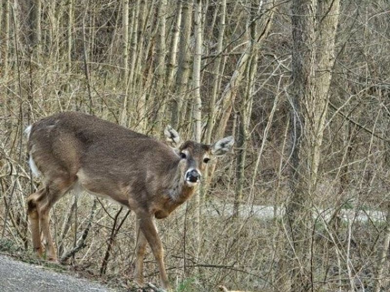 243 Rinker Road, Steubenville, OH 43952 Photo 14