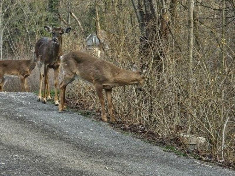243 Rinker Road, Steubenville, OH 43952 Photo 15