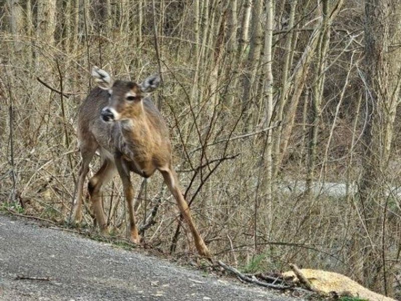 243 Rinker Road, Steubenville, OH 43952 Photo 16