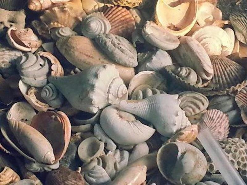 14290 Ocean Highway Photo 49