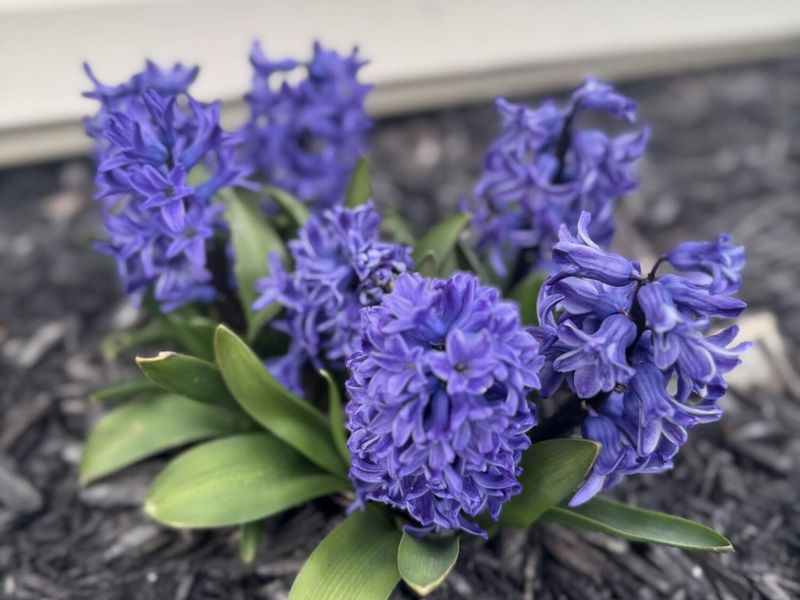 114 Marbello Court, Saint Marys, OH 45885 Photo 71