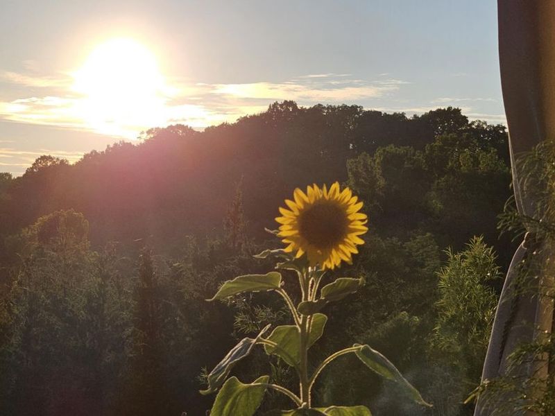 740 Yorkshire Drive, Alexandria, KY 41001 Photo 18