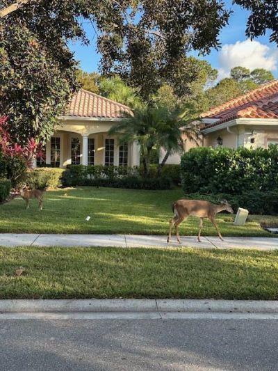 8557 SE Retreat Drive, Hobe Sound, FL 33455 Photo