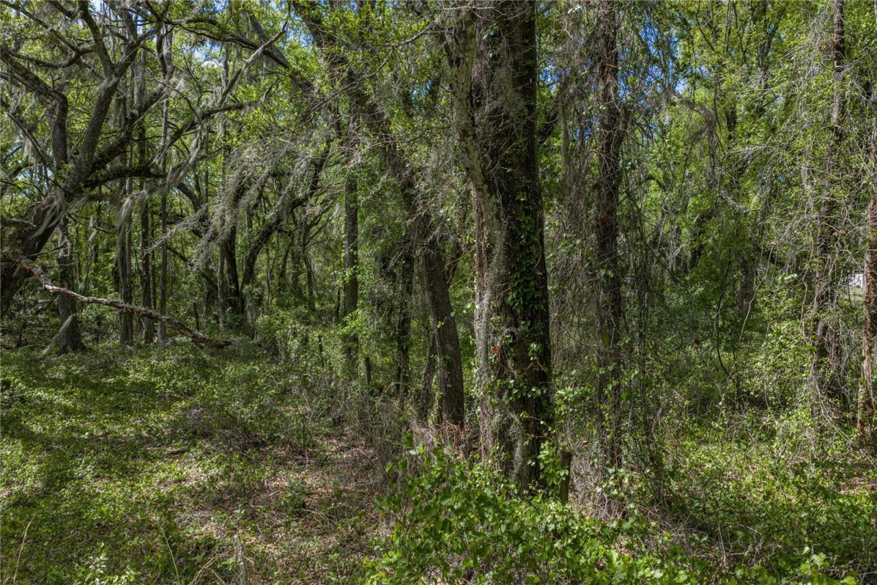 0 Clayton Road, Kathleen, FL 33849 Photo