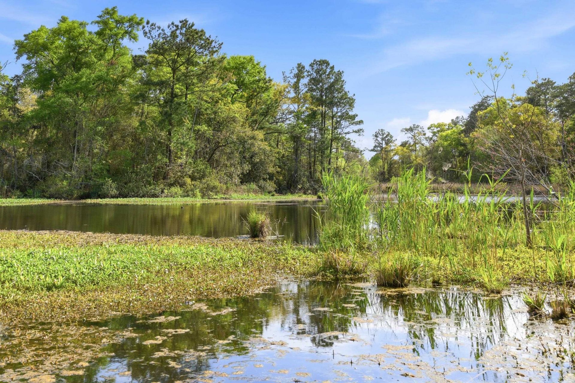 172 Half Moon Trail Photo 61