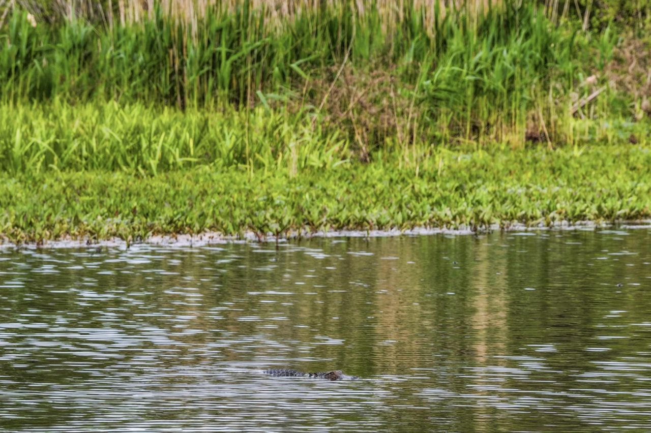 172 Half Moon Trail Photo 77