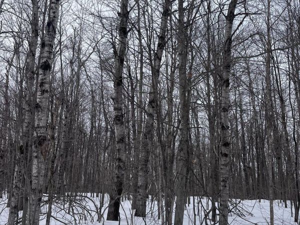 Lot 346 Pine Grove Drive, Elmira, MI 49730