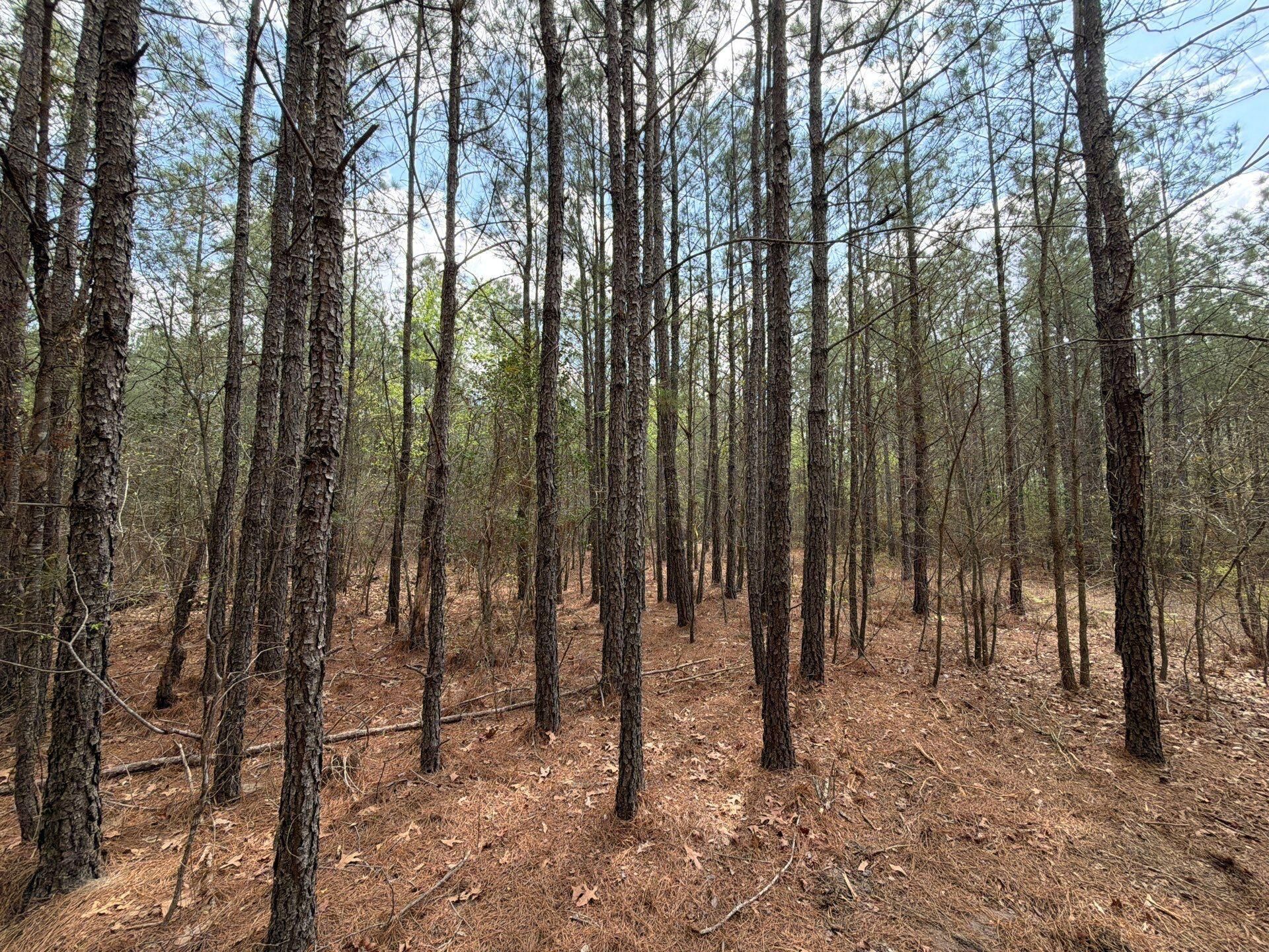 Cva 1 Mt. Calvary Road Photo 20