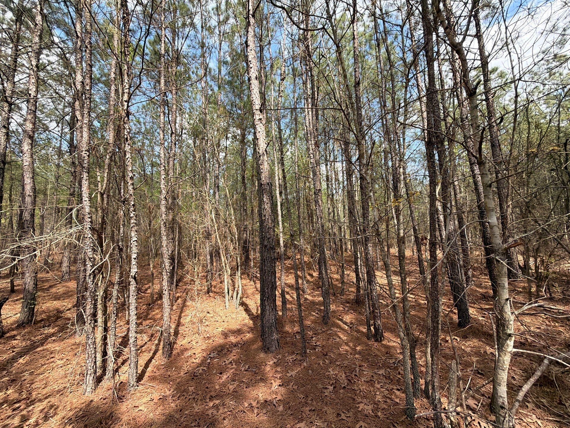 Cva 1 Mt. Calvary Road Photo 22