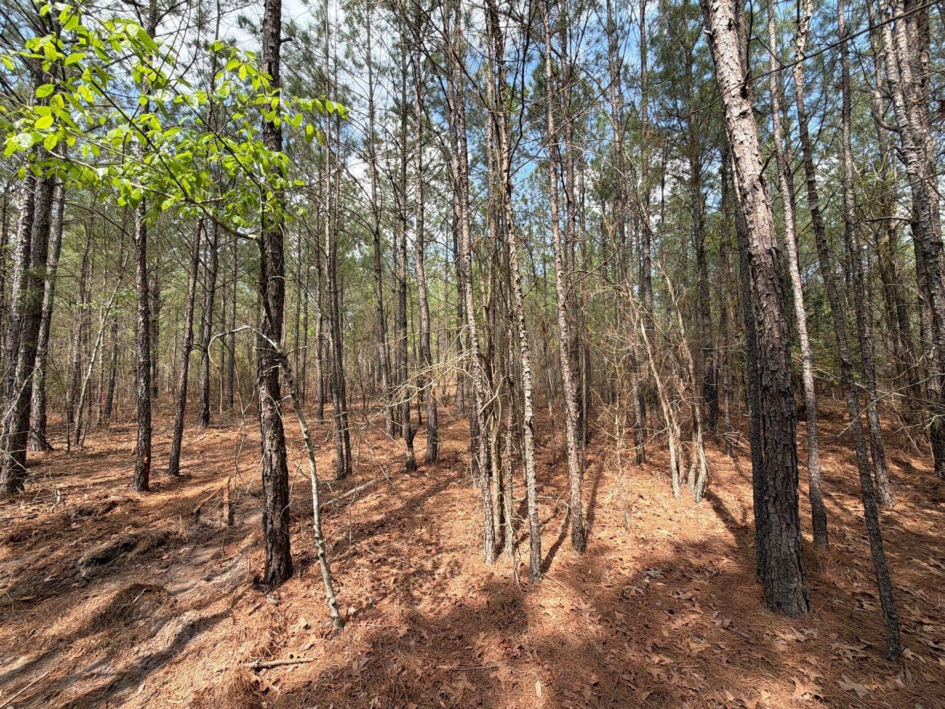 Cva 1 Mt. Calvary Road Photo 23