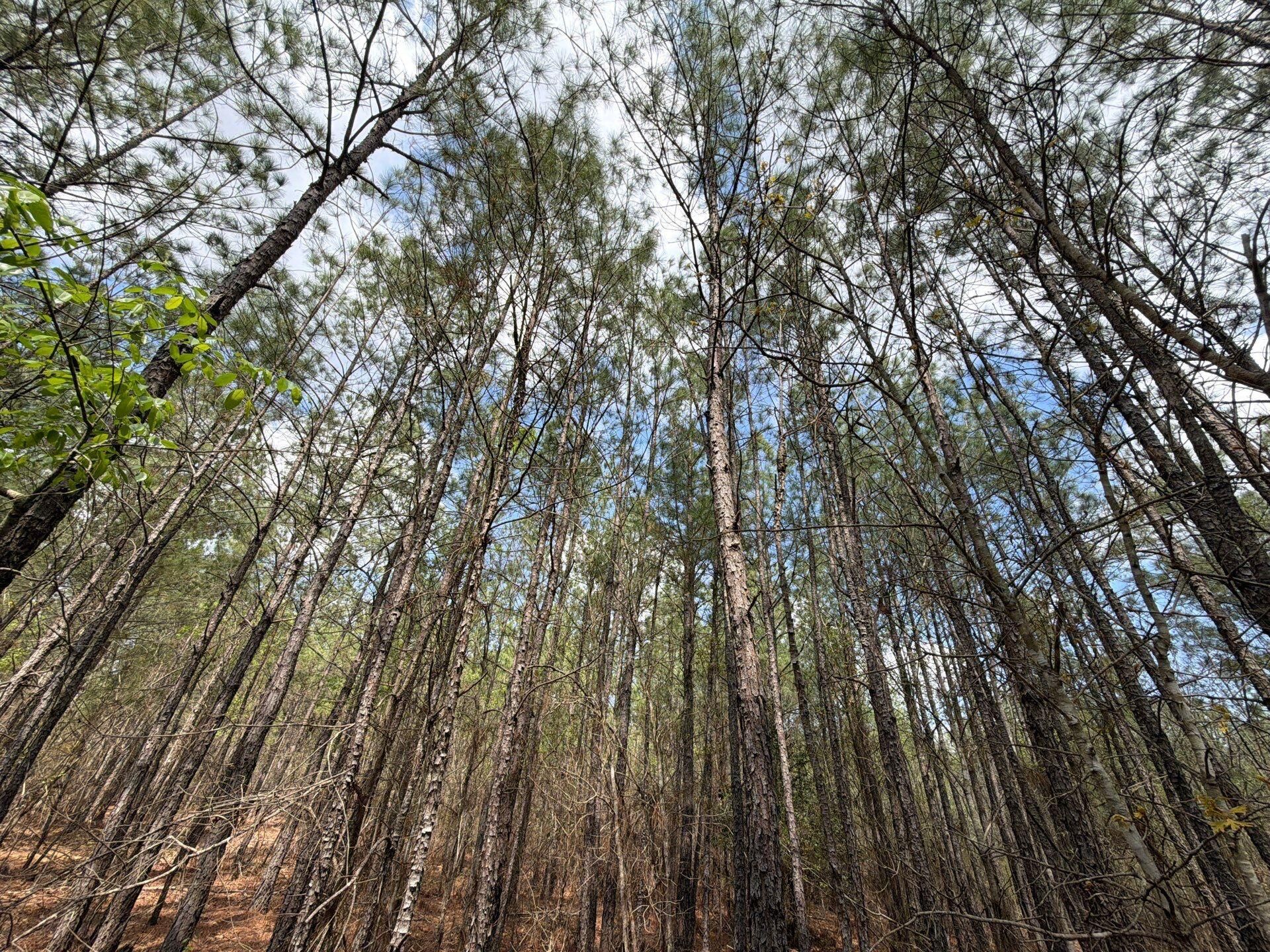 Cva 1 Mt. Calvary Road Photo 24