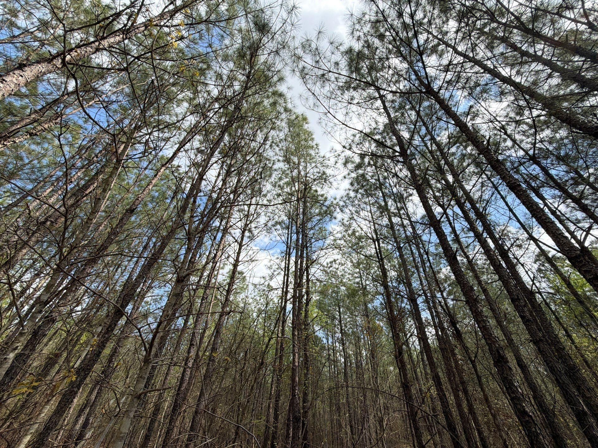 Cva 1 Mt. Calvary Road Photo 25