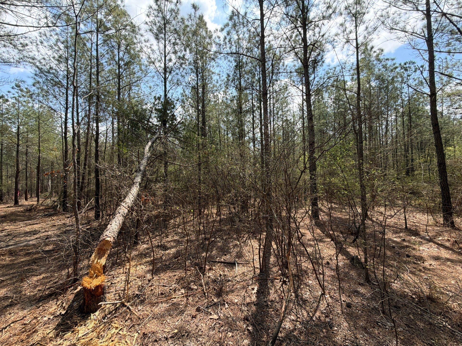 Cva 1 Mt. Calvary Road Photo 33