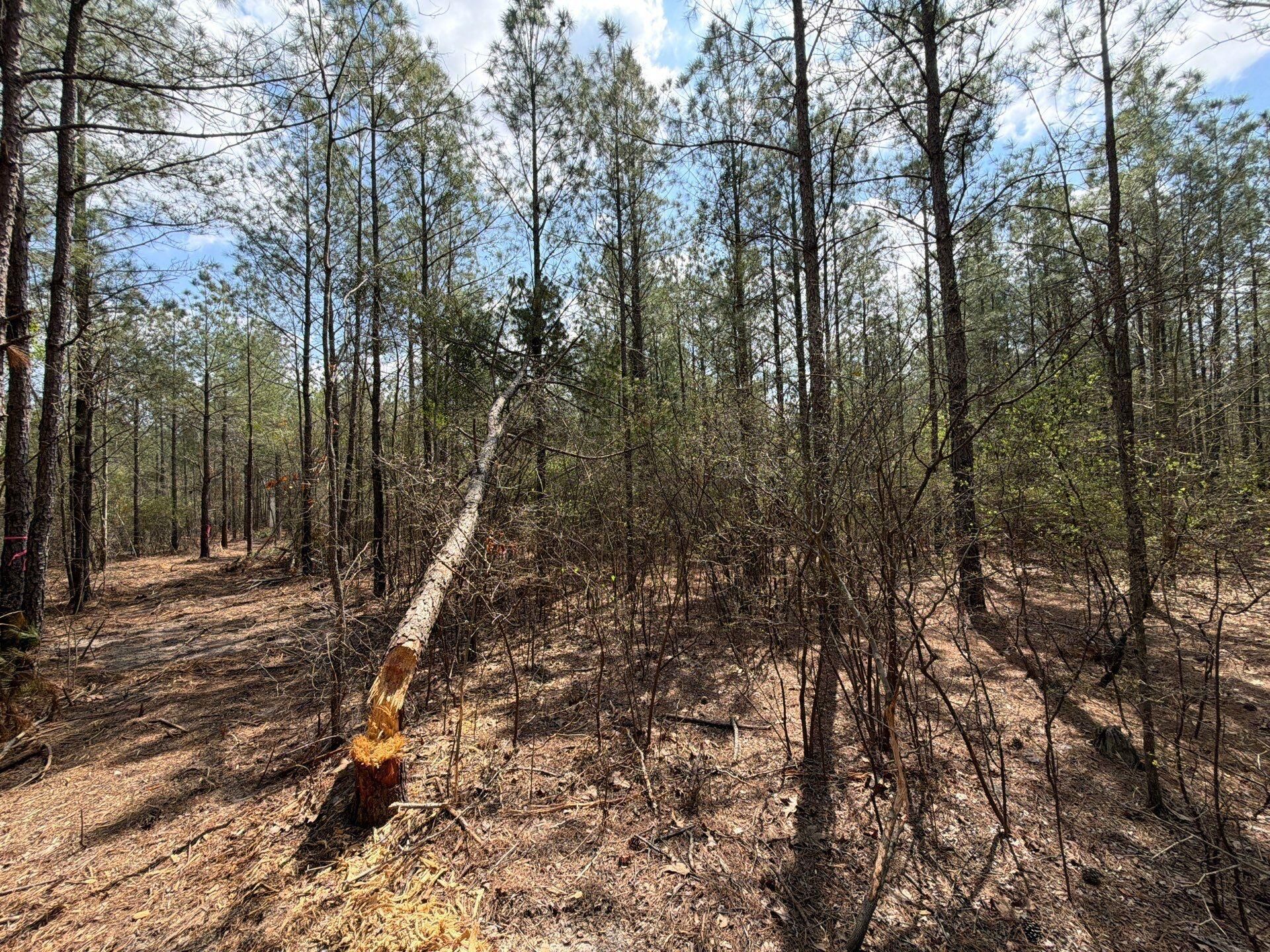 Cva 1 Mt. Calvary Road Photo 34