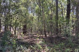 0 Ash Hill Drive photo 4