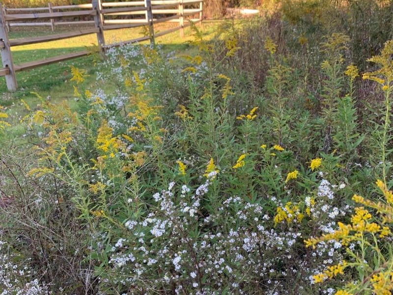 8239 Woodland Creek Court, Blacklick, OH 43004 Photo 63