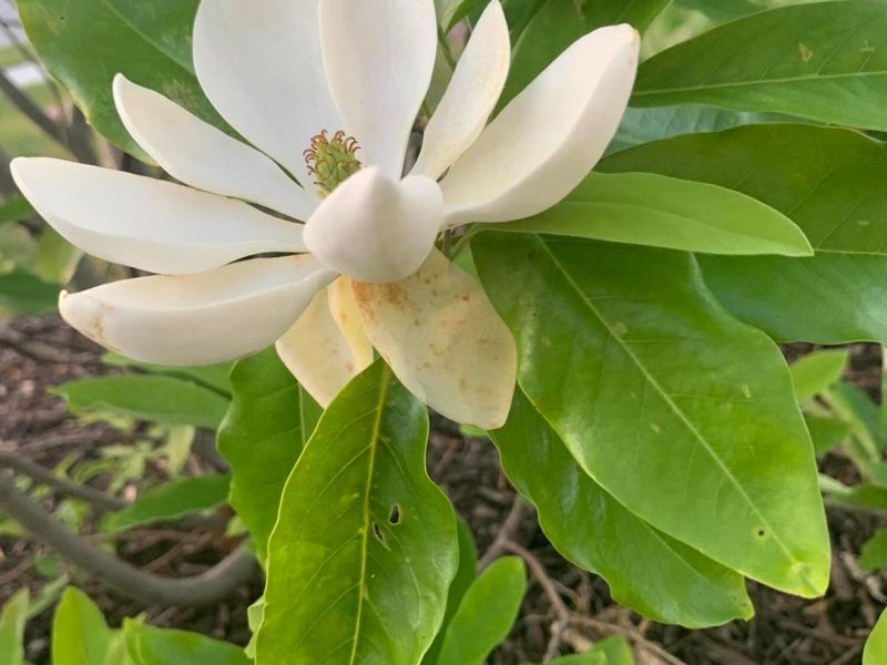 8239 Woodland Creek Court, Blacklick, OH 43004 Photo 64