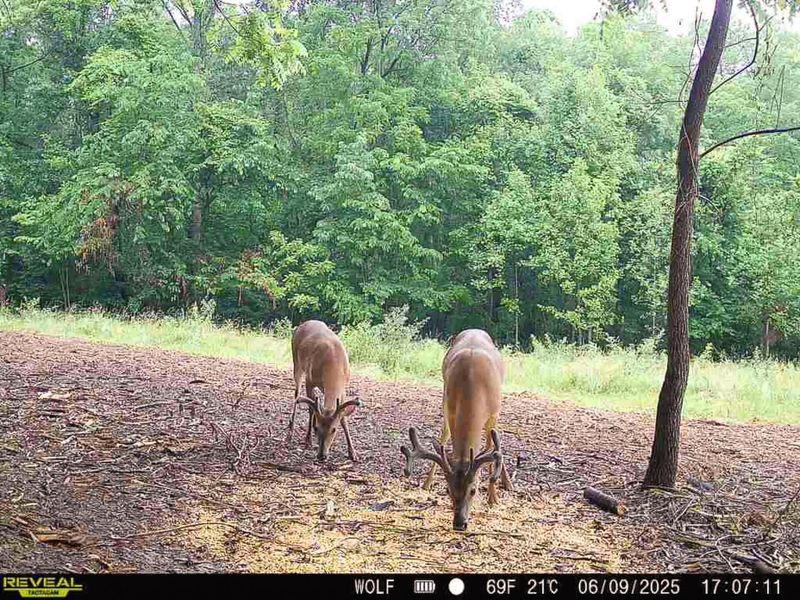 33819 Wolf Hill Road , Unit (Tract 4 W, McArthur, OH 45651 Photo 10